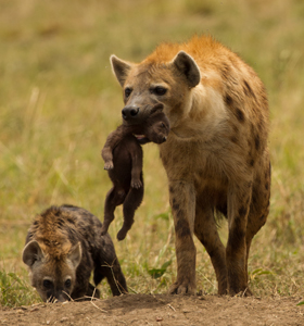 hyena